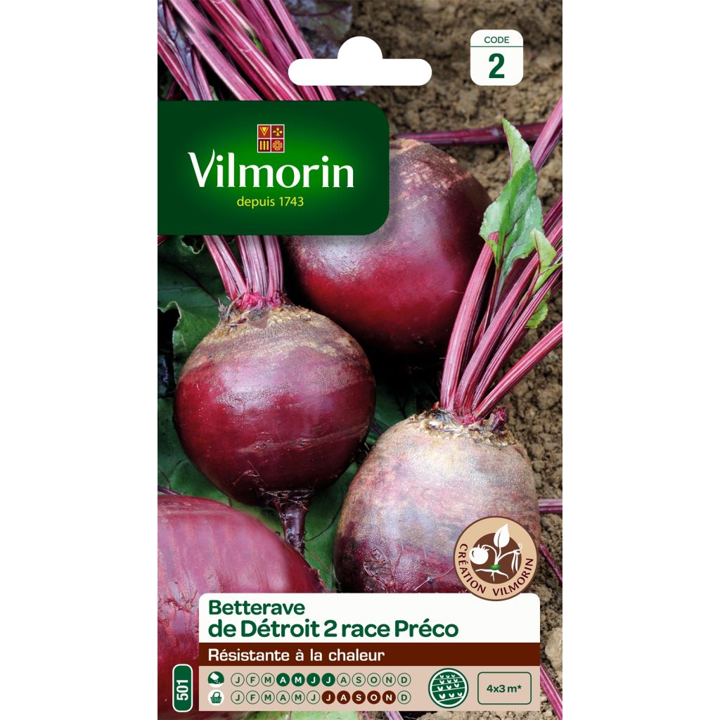 Barbabietola rossa Détroit 2 race Préco