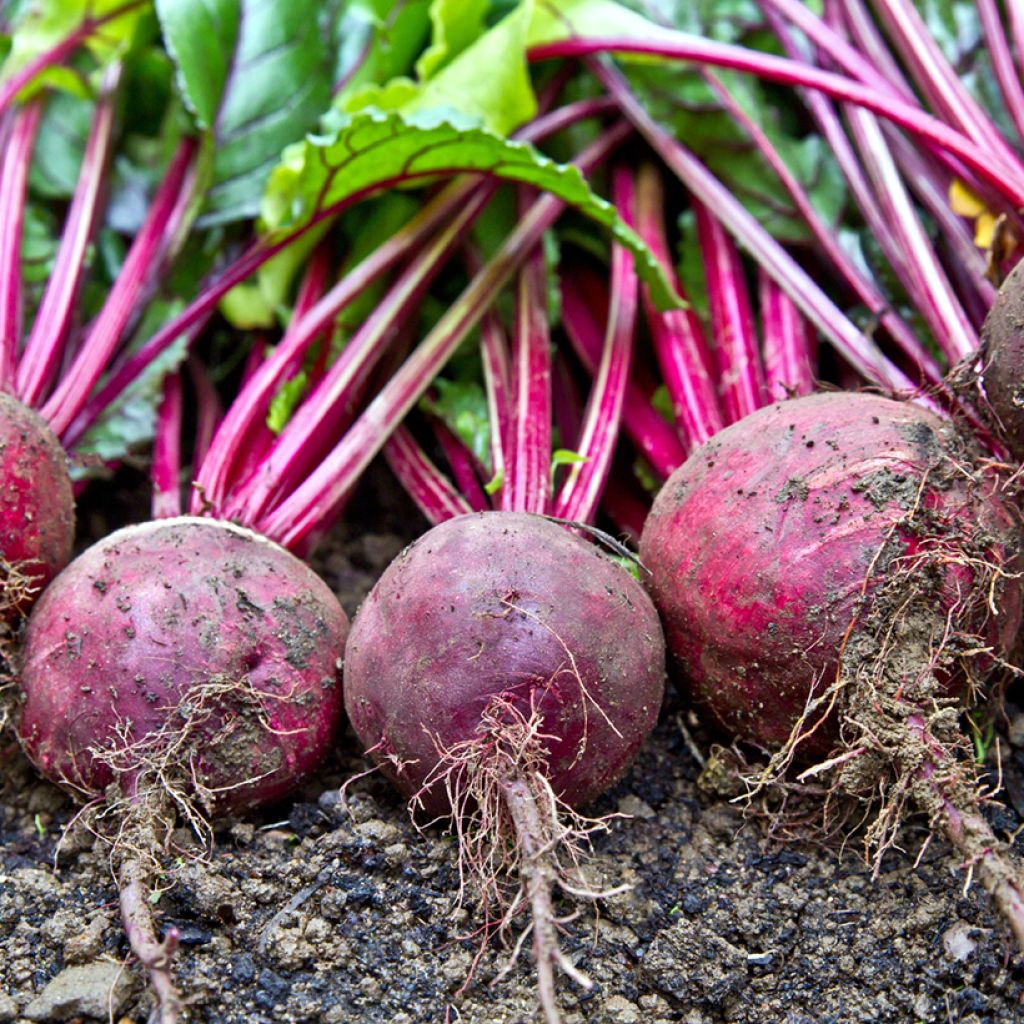 Barbabietola rossa Détroit 3 race Short Top