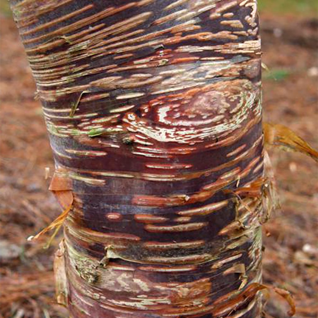 Betula ermanii Mount Zao Purple - Betulla