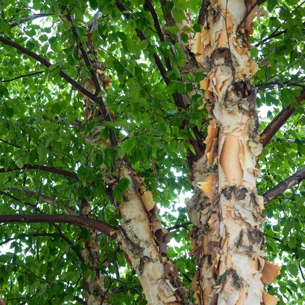 Betula nigra - Betulla nera