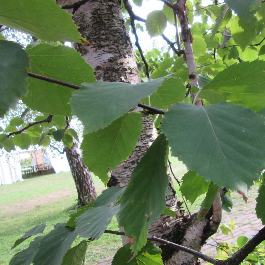 Betula papyrifera - Betulla da carta