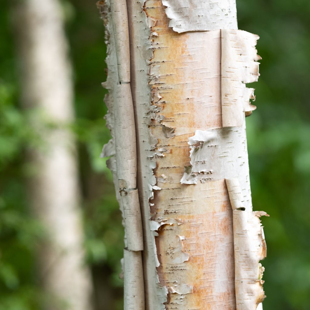 Betula papyrifera - Betulla da carta