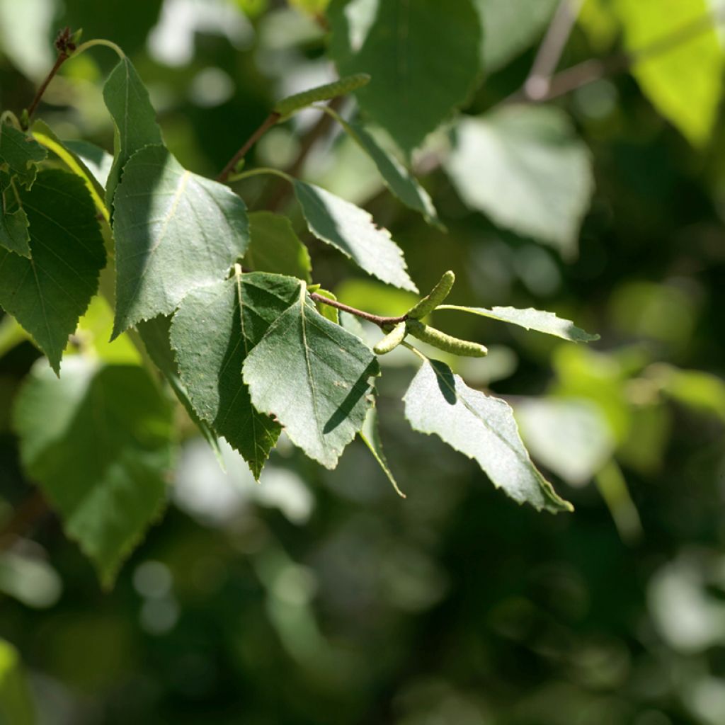 Betula papyrifera - Betulla da carta