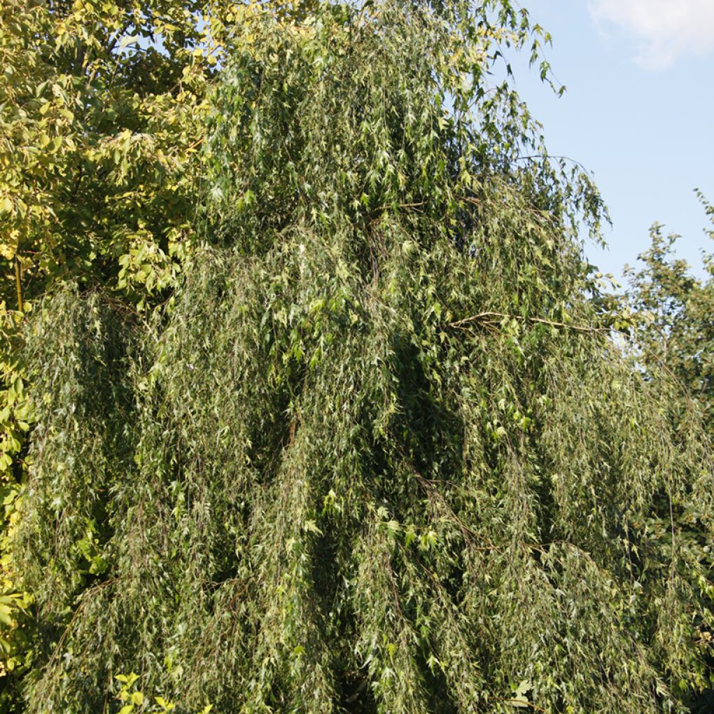 Betula pendula Gracilis - Betulla bianca