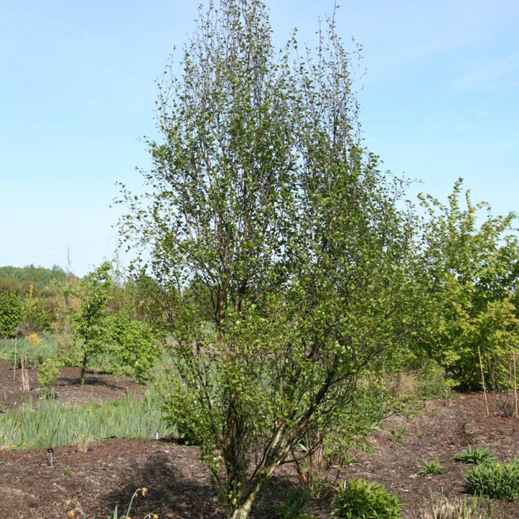 Betula pendula Obelisk - Betulla bianca