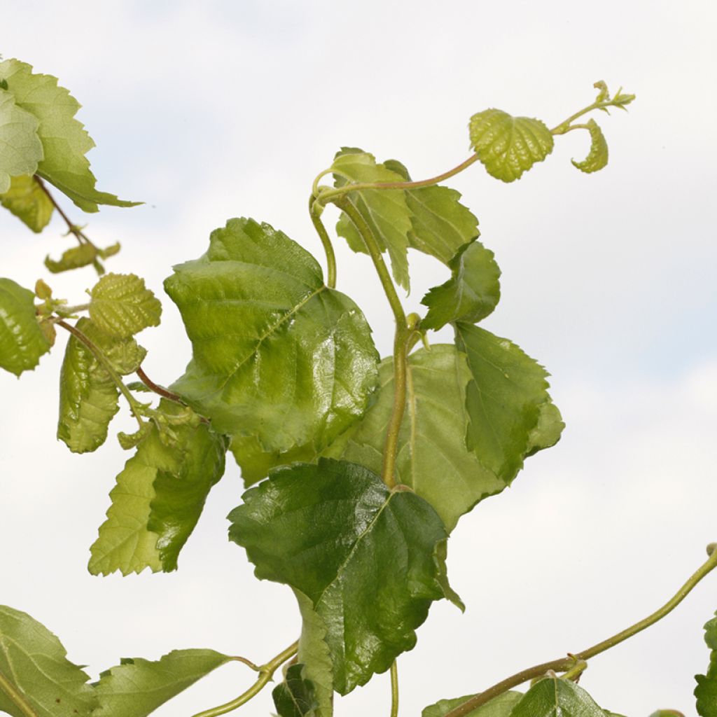 Betula pendula Spider Alley - Betulla bianca