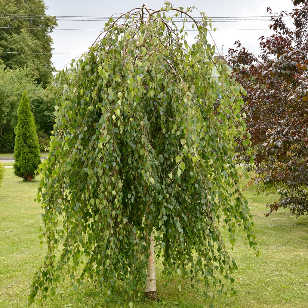 Bouleau pleureur - Betula pendula Long Trunk