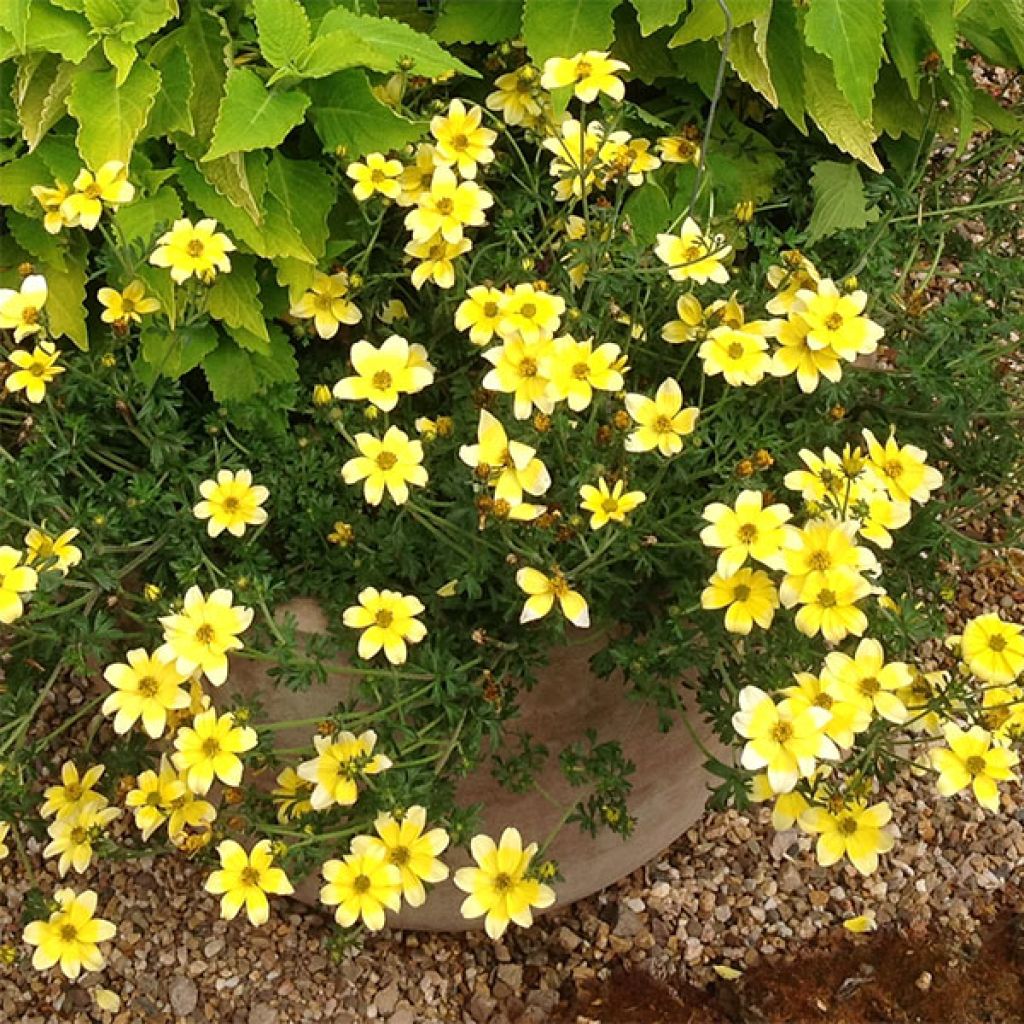 Bidens ferulifolia Lemon Moon