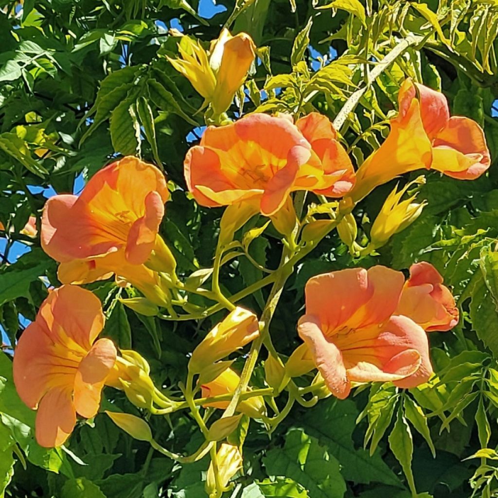 Campsis tagliabuana Summer Jazz Gold - Bignonia