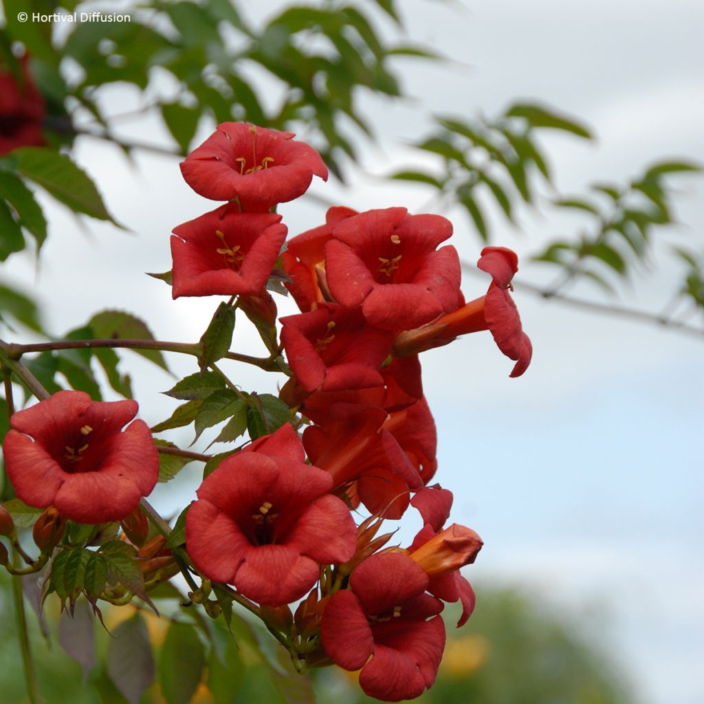 Campsis x tagliabuana Ebony & Red - Bignonia