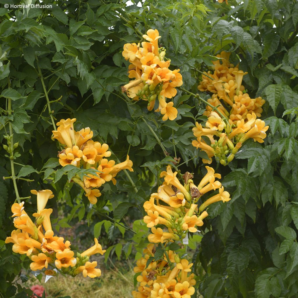 Campsis tagliabuana Golden Trumpet - Bignonia