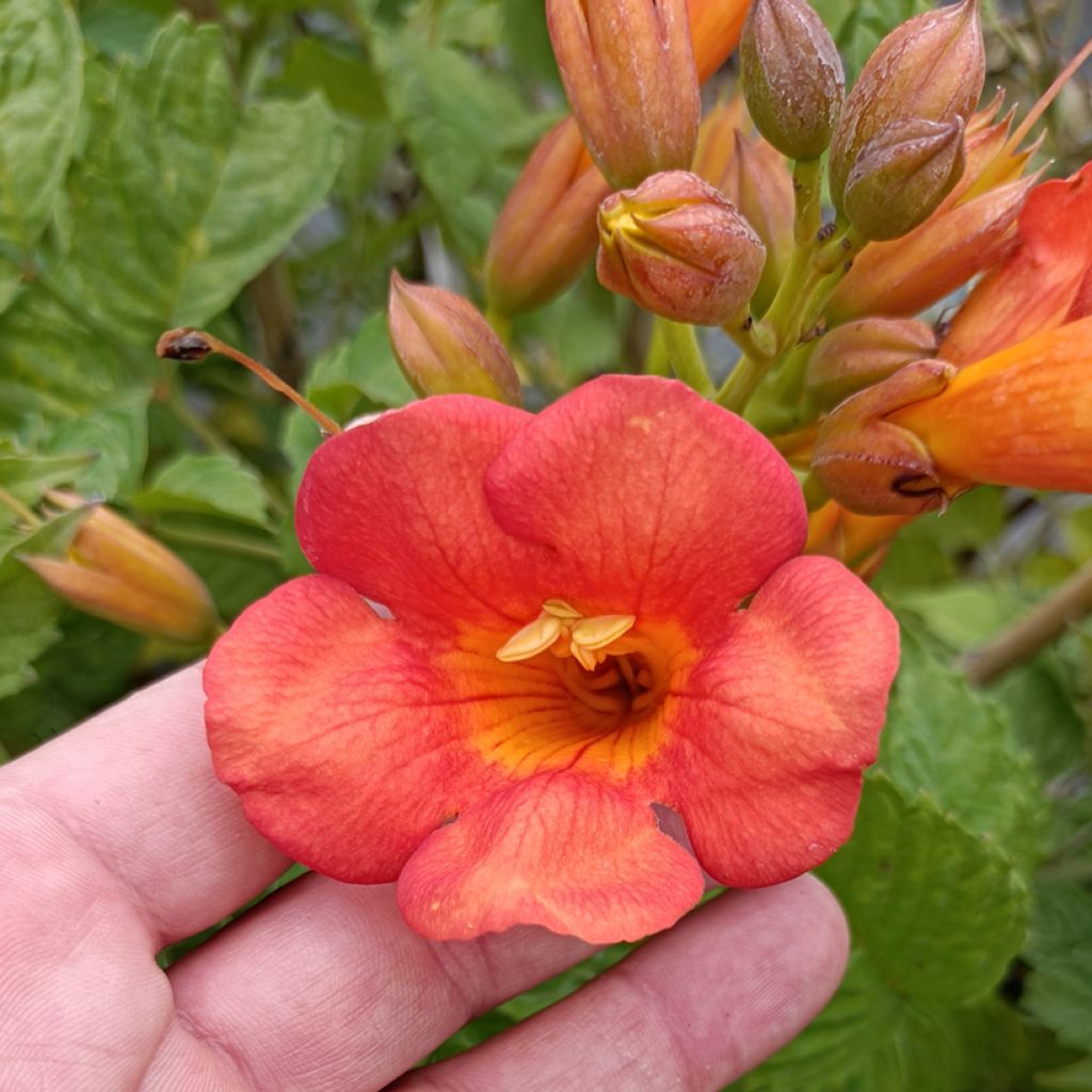 Campsis tagliabuana Madame Galen - Bignonia