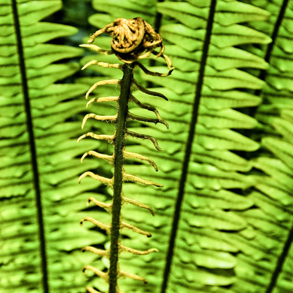 Blechnum discolor - Felce