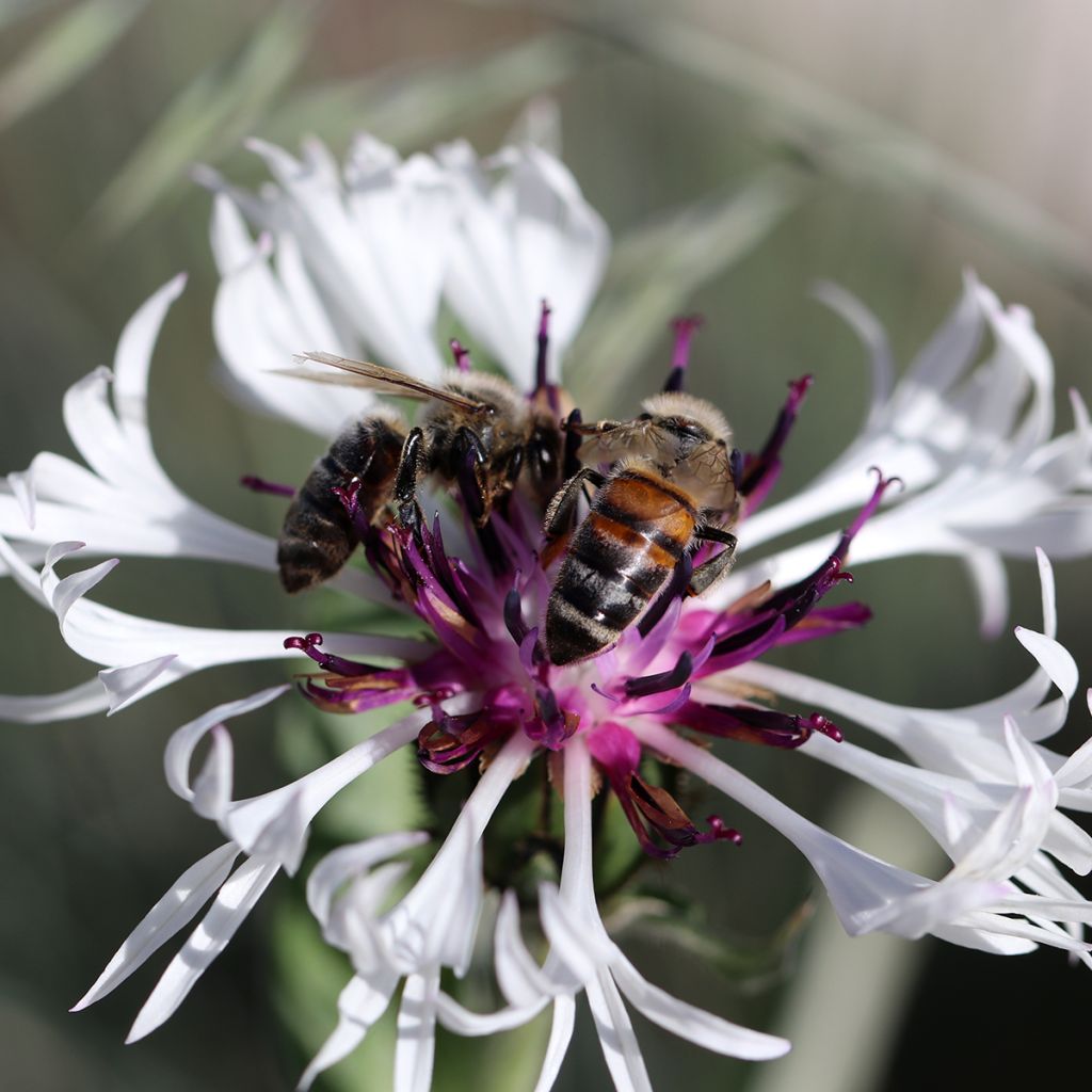 Centaurea montana Amethyst in Snow - Fiordaliso montano