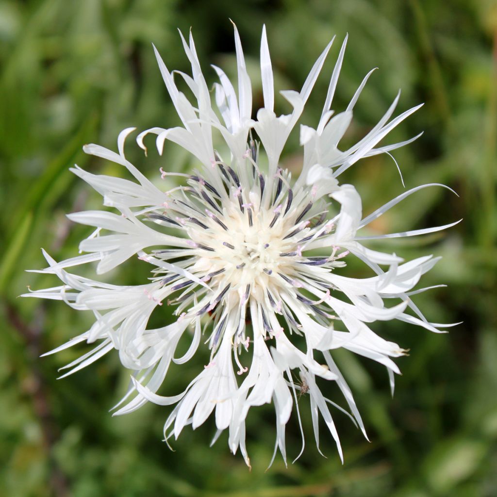 Centaurea montana Alba - Fiordaliso montano