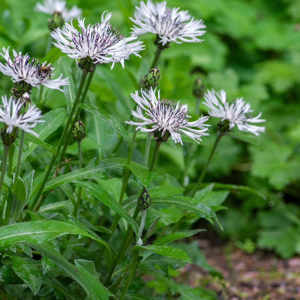 Centaurea montana Alba - Fiordaliso montano