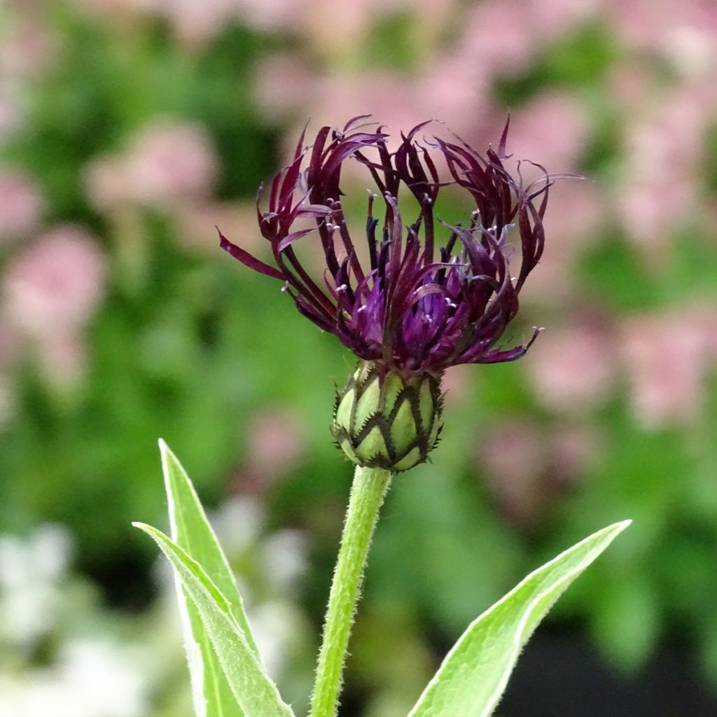 Bleuet des montagnes noir - Centaurée montana Jordy