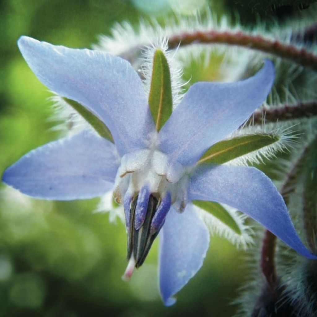 Borago officinalis - Borragine comune