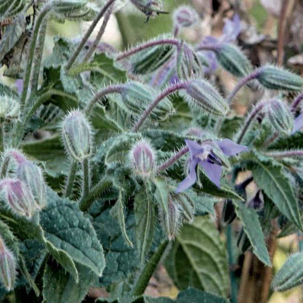Borago officinalis - Borragine comune