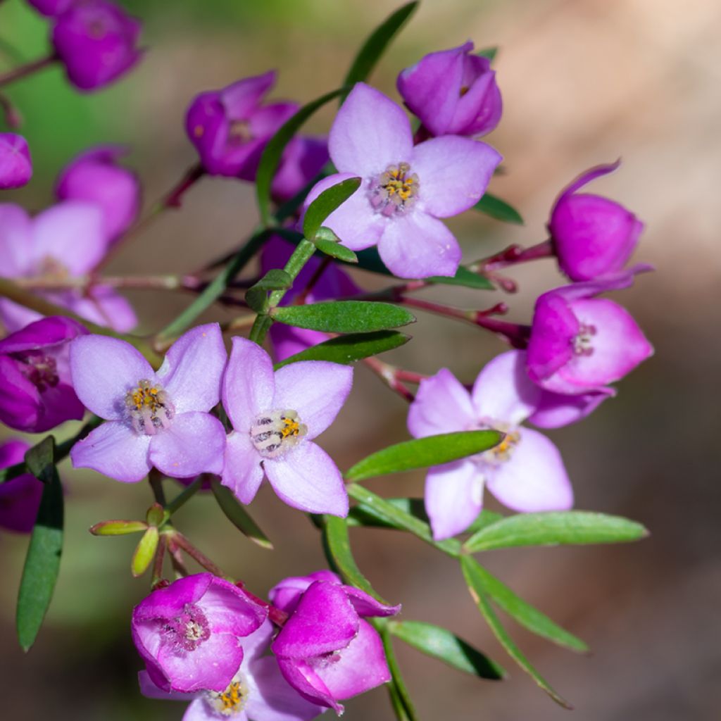 Boronia pinnata var. muelleri