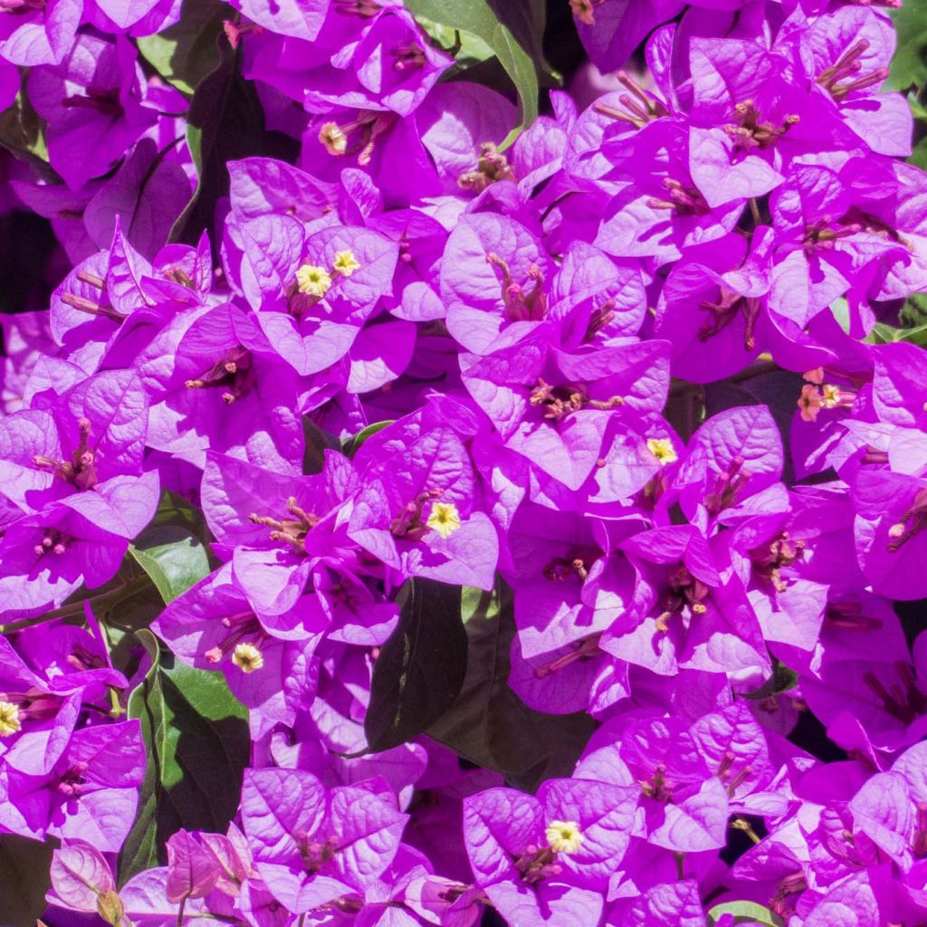 Bougainvillea Violet de Meze