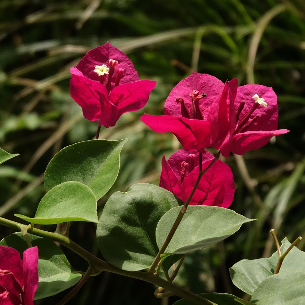 Bougainvillea spectabilis Rosso scuro