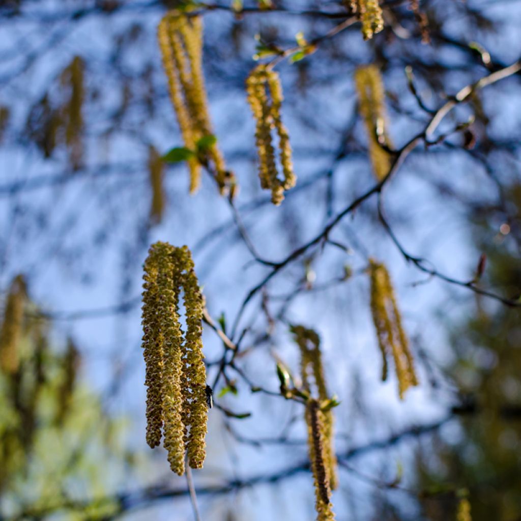 Betula albosinensis Fascination - Betulla cinese