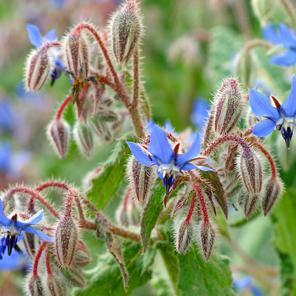 Borago officinalis - Borragine blu e bianca - Borragine comune