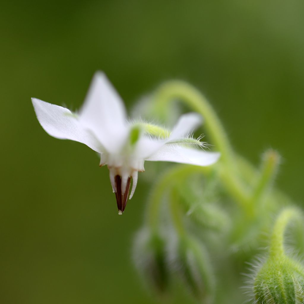 Borago officinalis - Borragine blu e bianca - Borragine comune