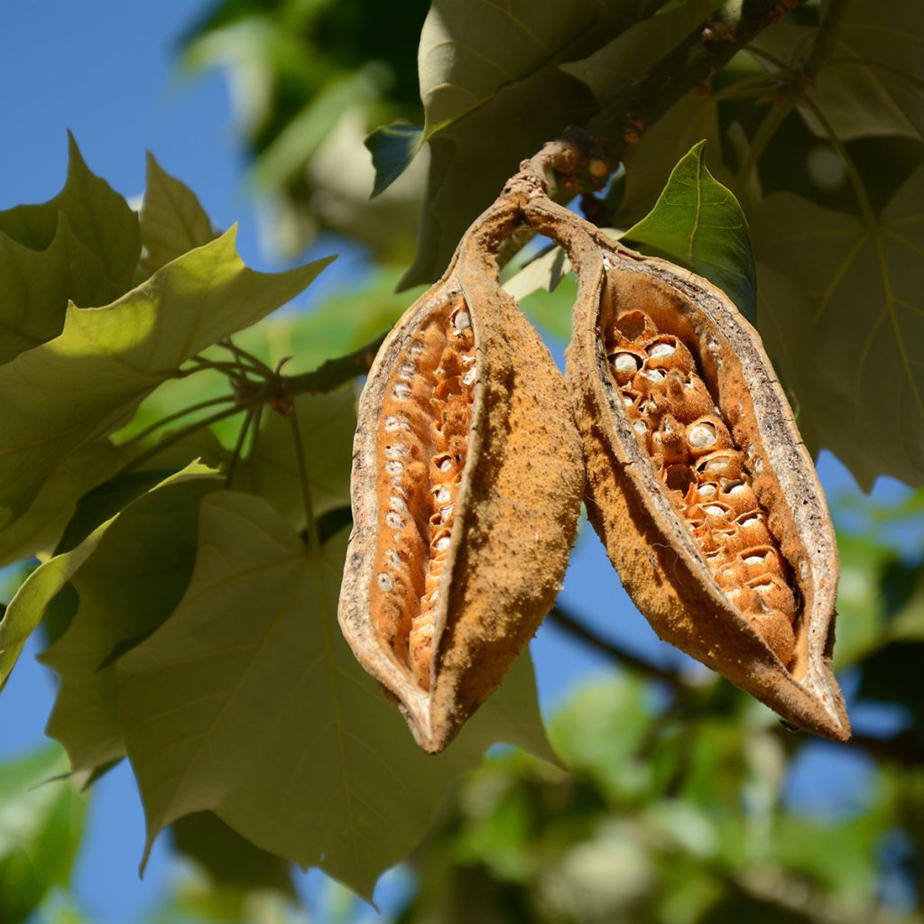 Brachychiton discolor - Albero fiamma rosa
