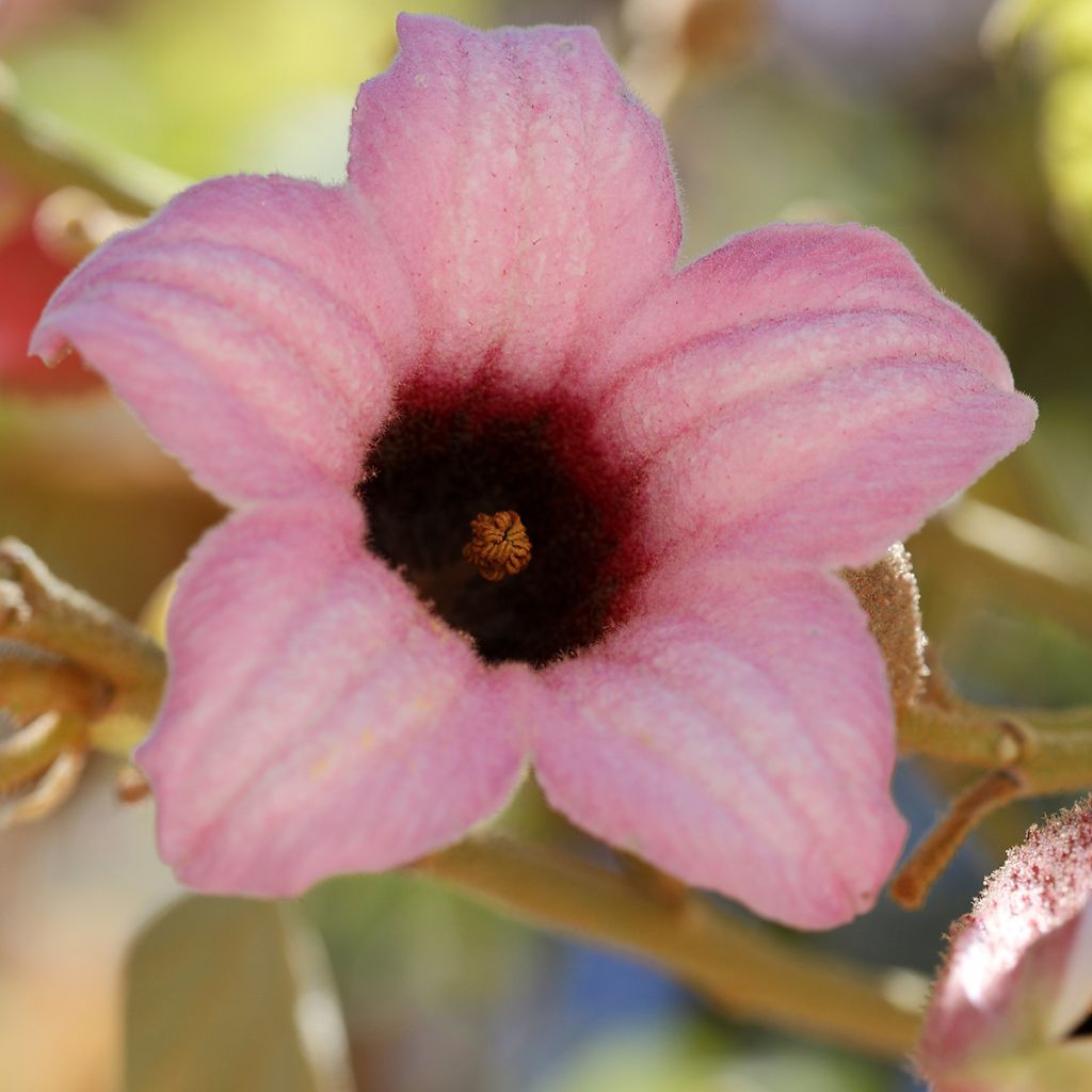 Brachychiton discolor - Albero fiamma rosa