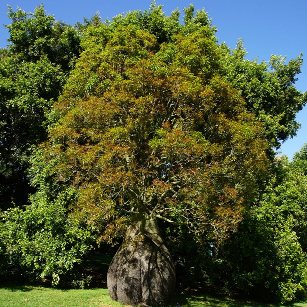 Brachychiton rupestris - Arbre-bouteille rupestre