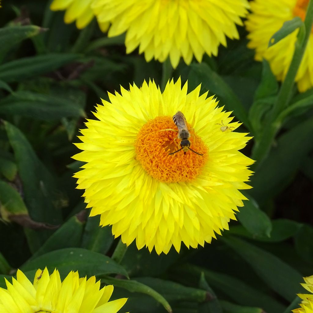Bracteantha bracteata Granvia Gold - Elicriso