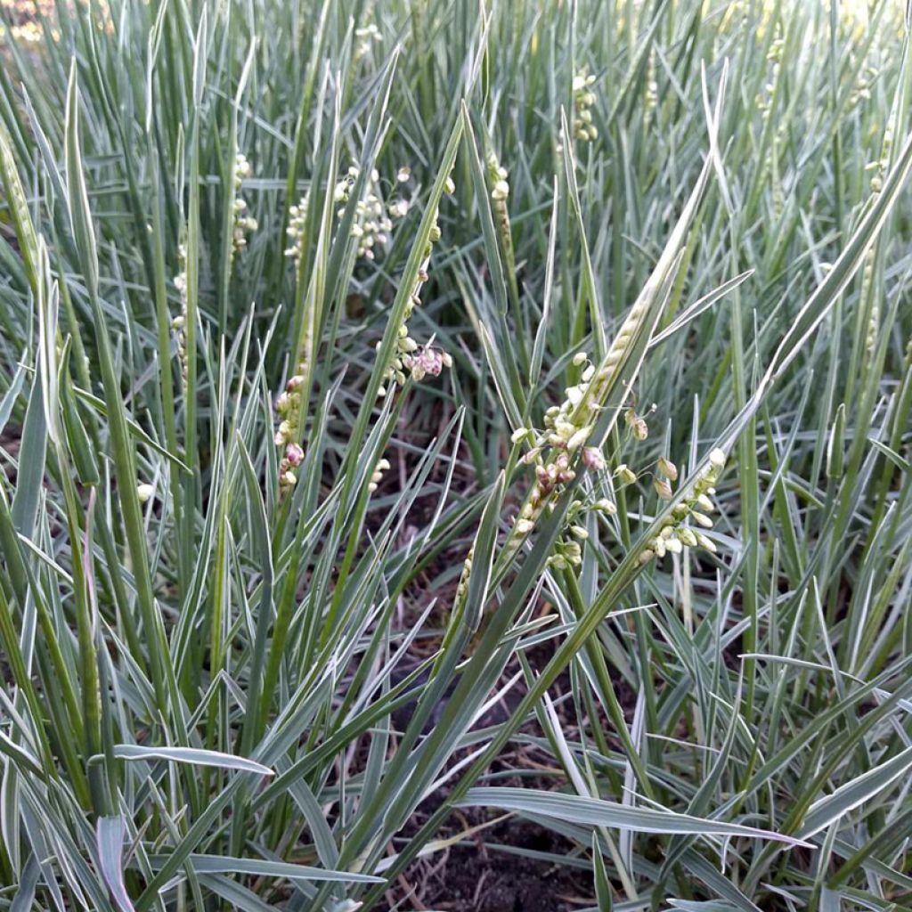 Briza media Zitterzebra - Sonaglini comuni