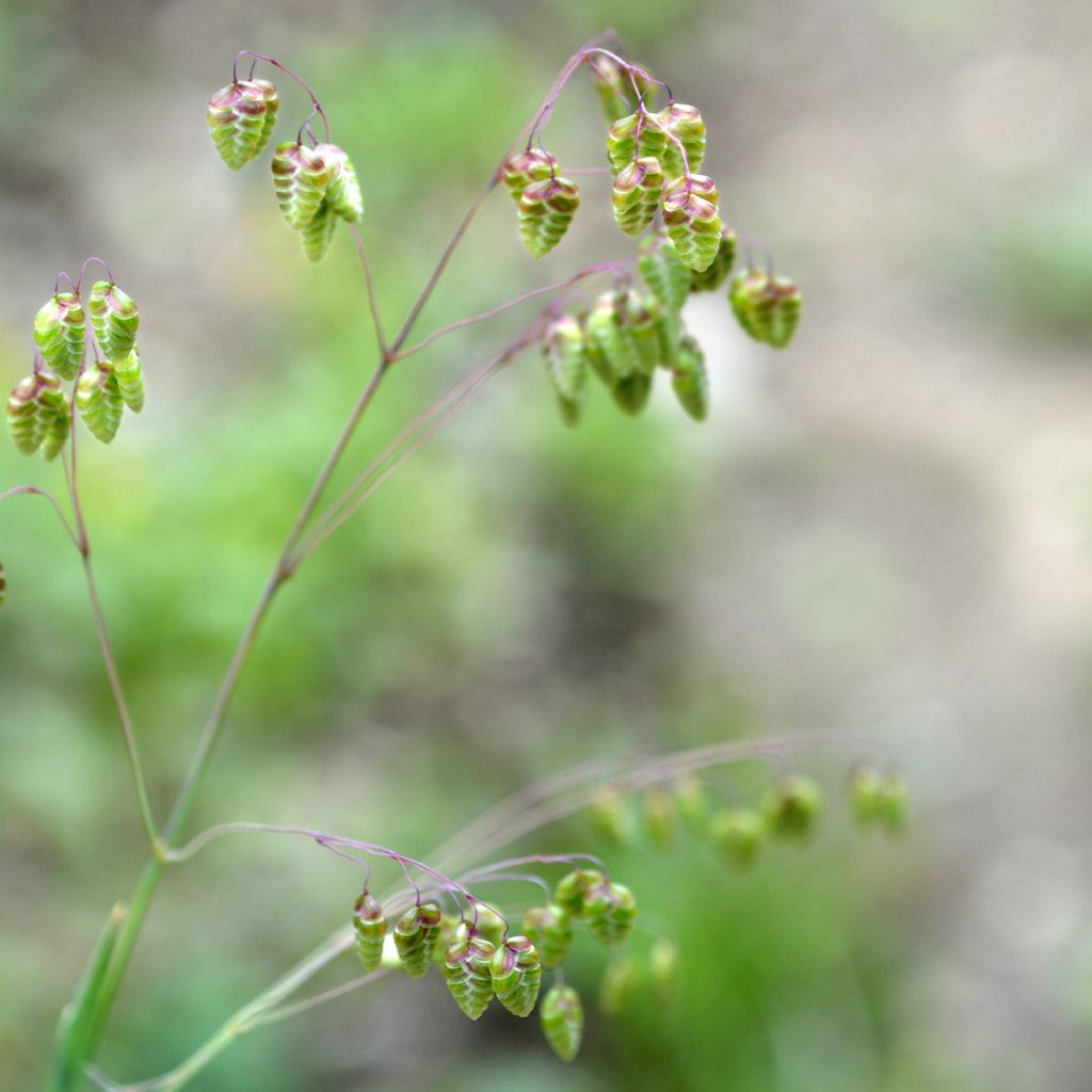 Briza media Zitterzebra - Sonaglini comuni