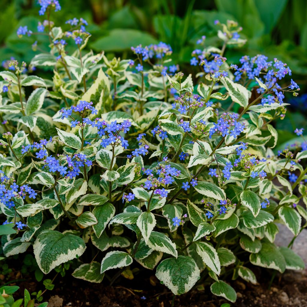 Brunnera macrophylla Variegata
