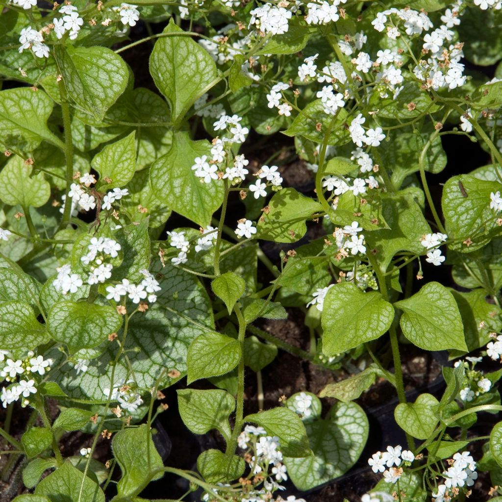Brunnera macrophylla Mr Morse