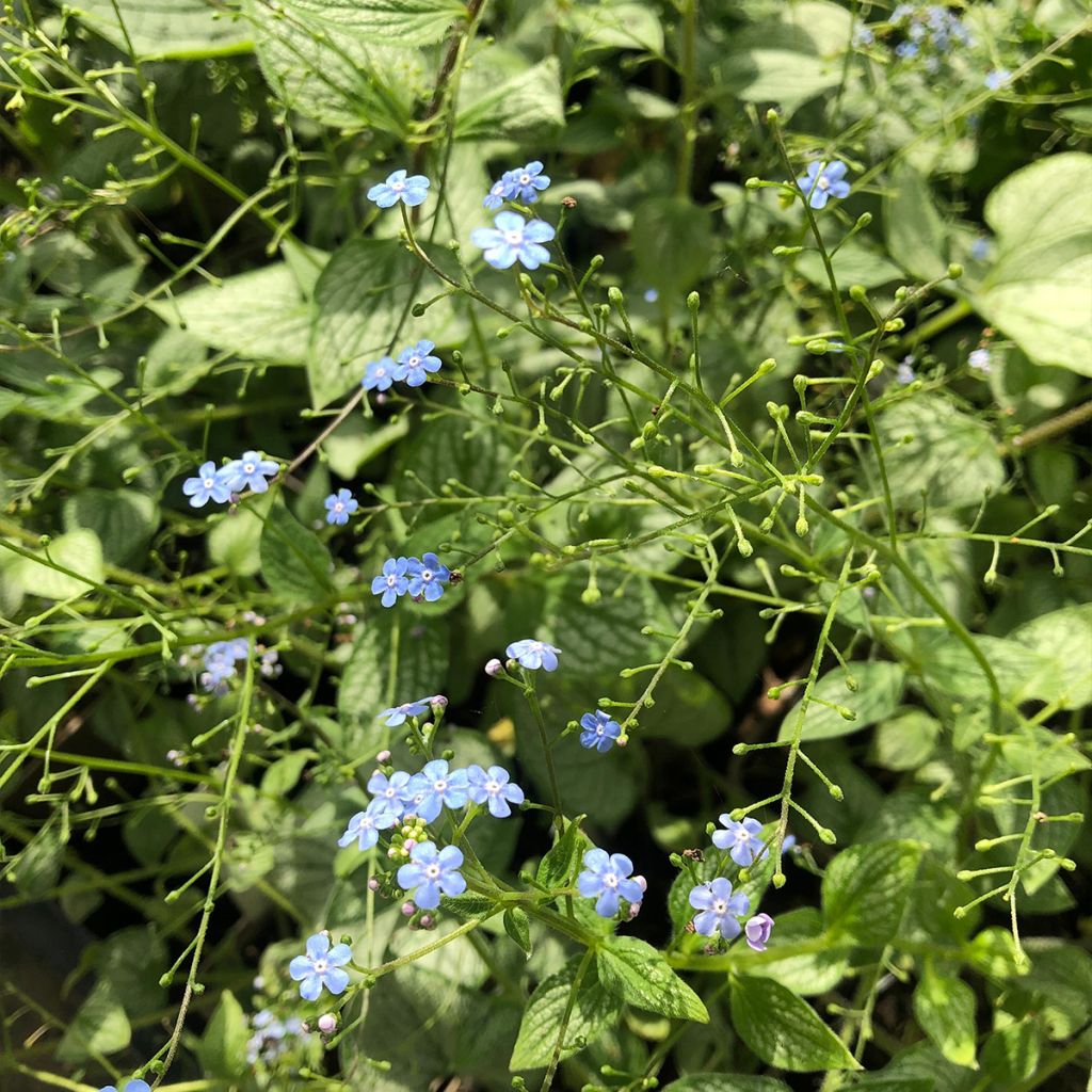 Brunnera macrophylla Silver Heart