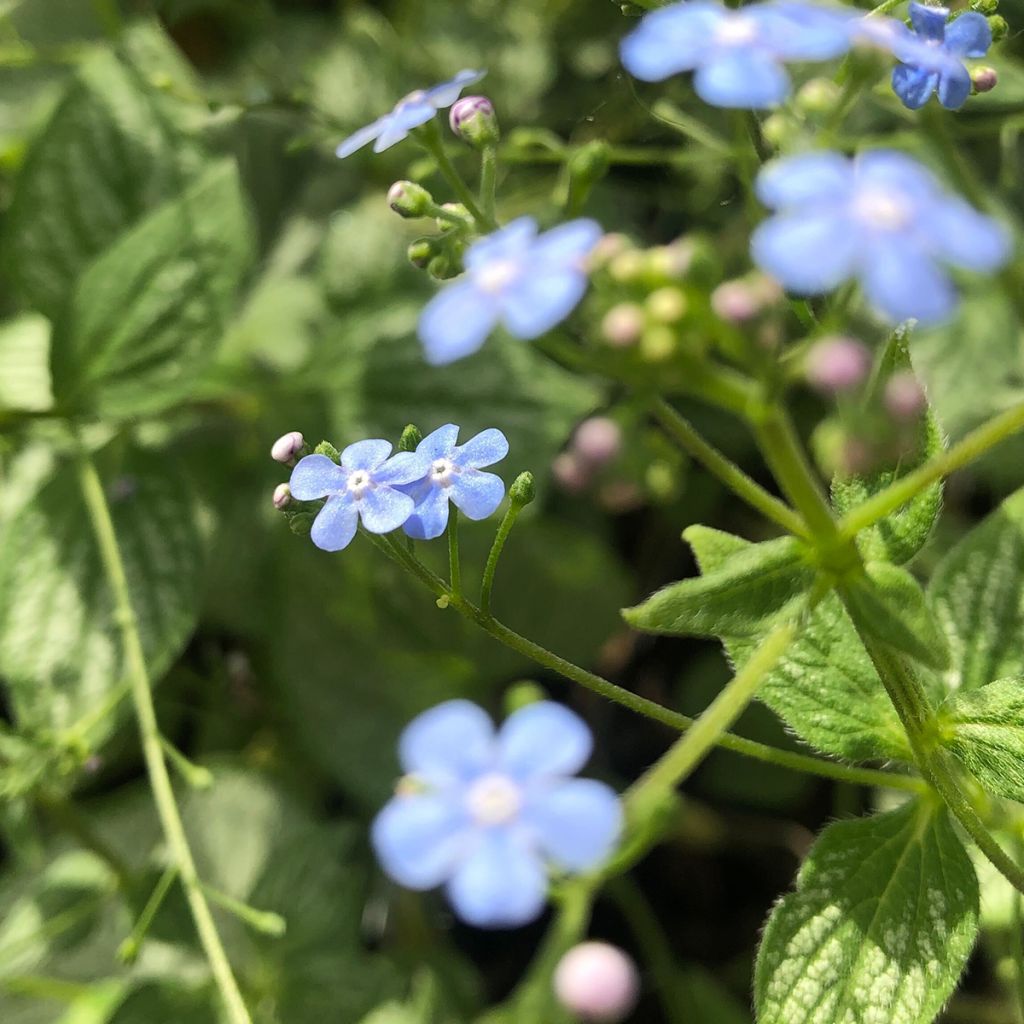 Brunnera macrophylla Silver Heart