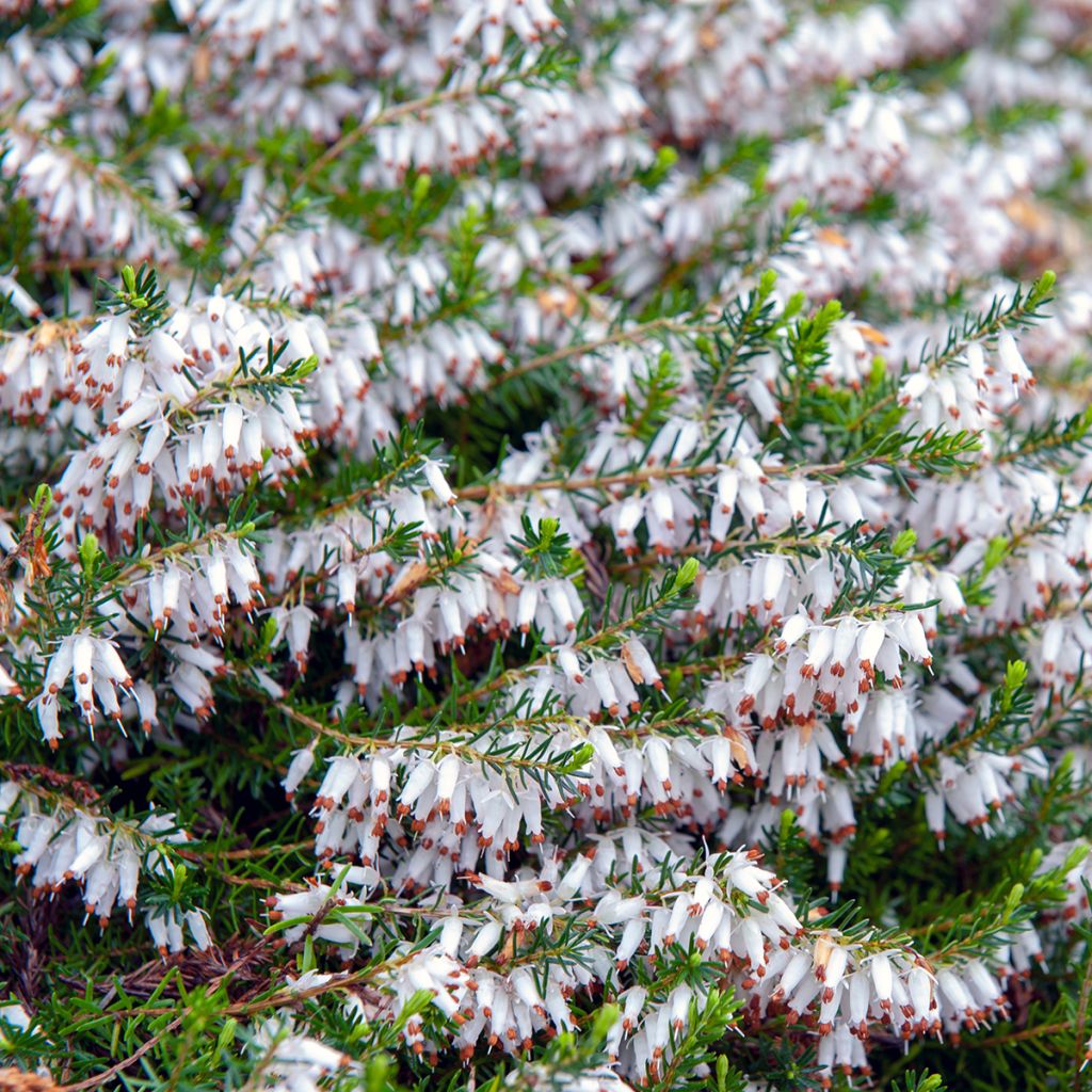 Erica carnea Springwood White