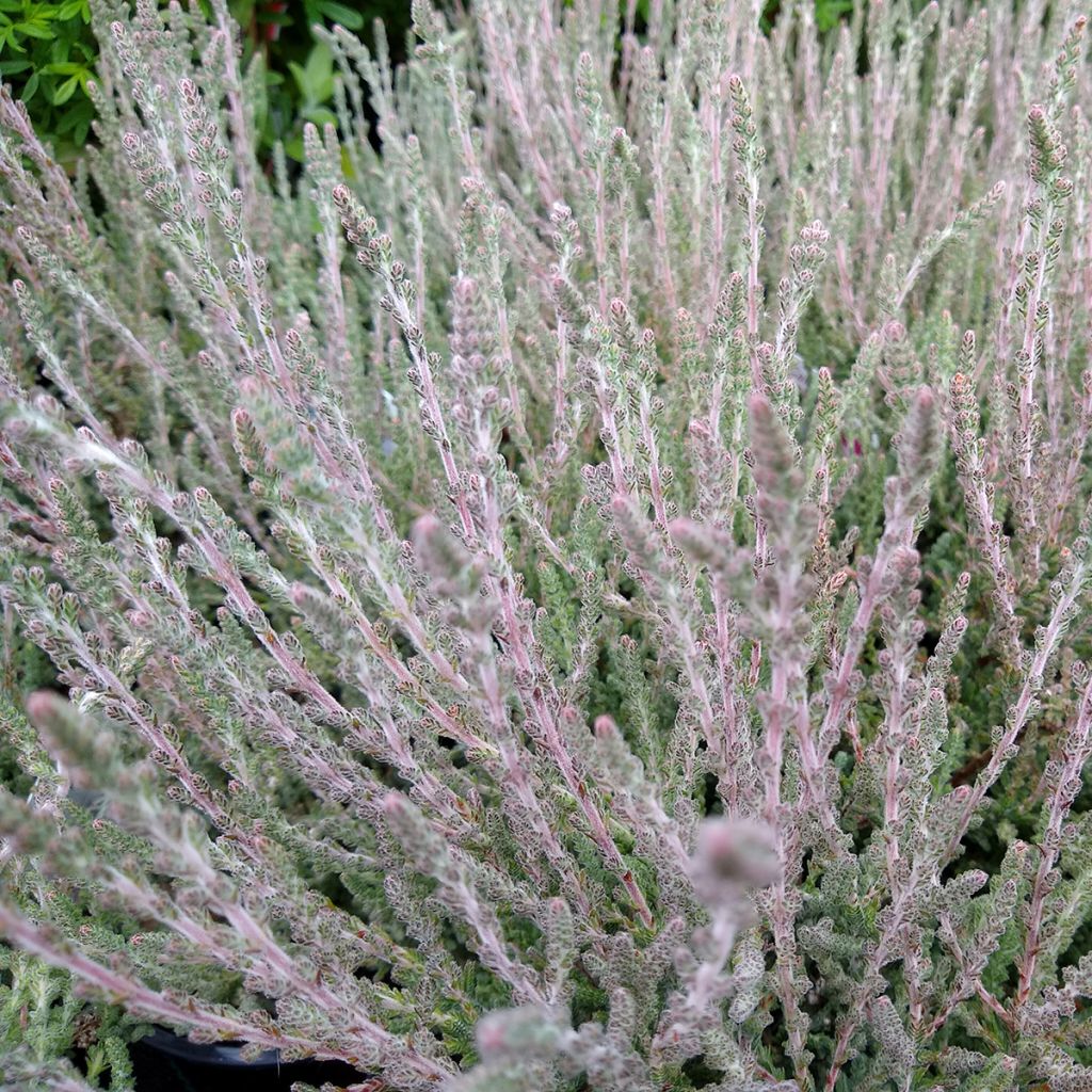 Calluna vulgaris Silver Knight - Brugo