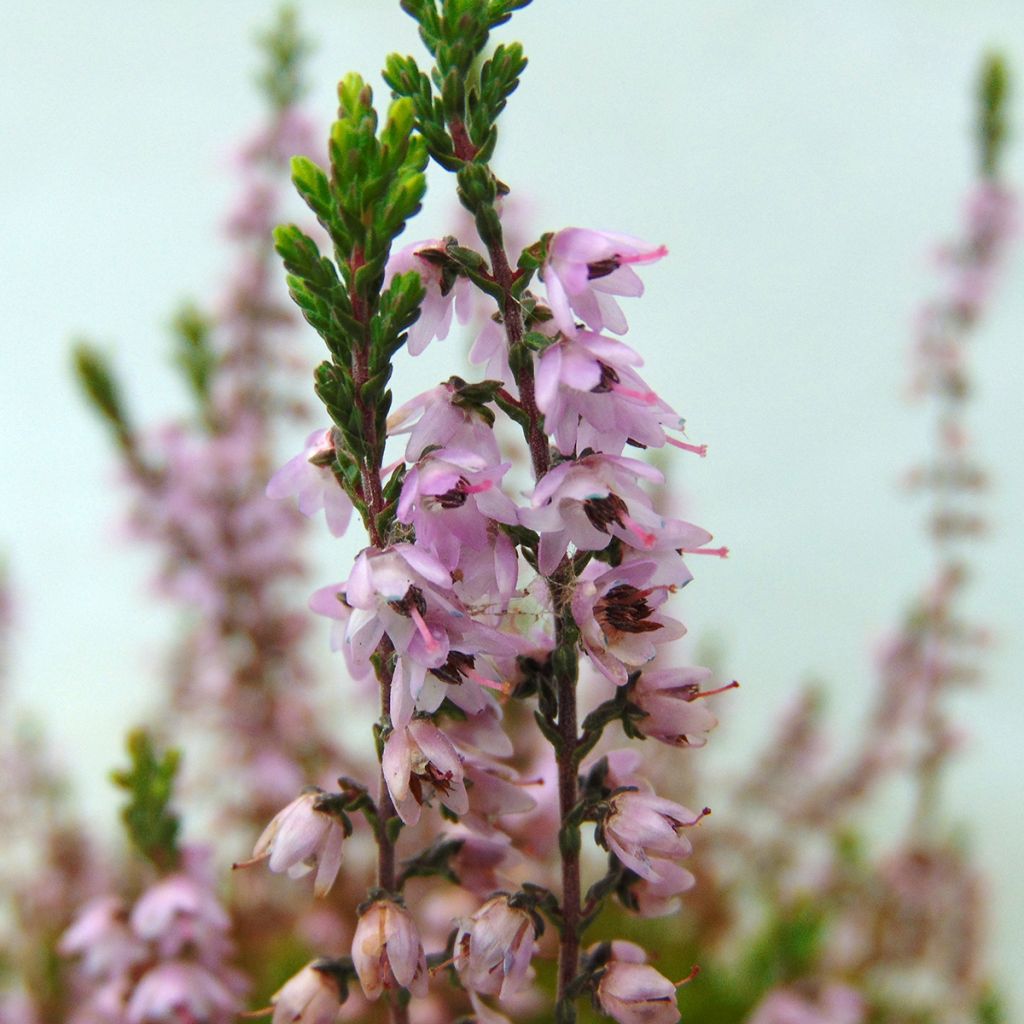 Calluna vulgaris Spring Torch - Brugo