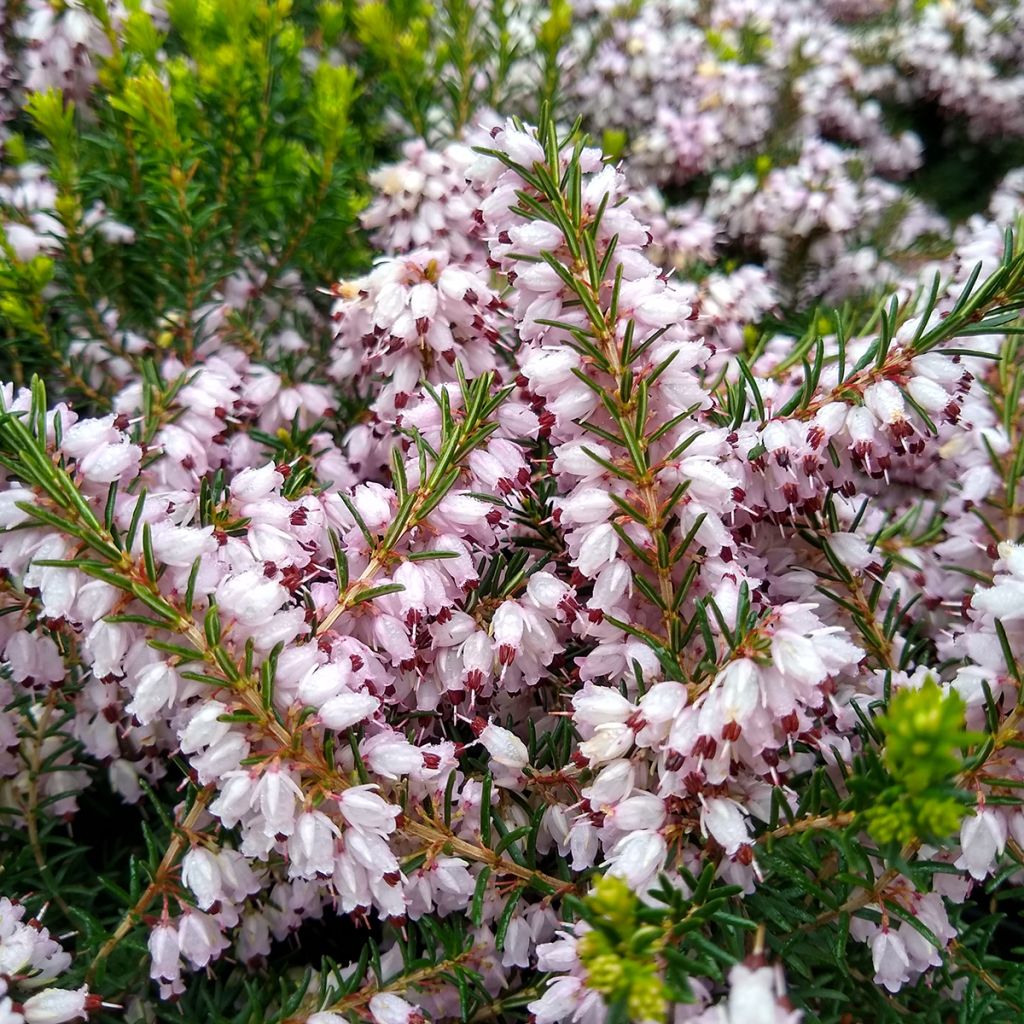 Erica darleyensis Ghost Hills