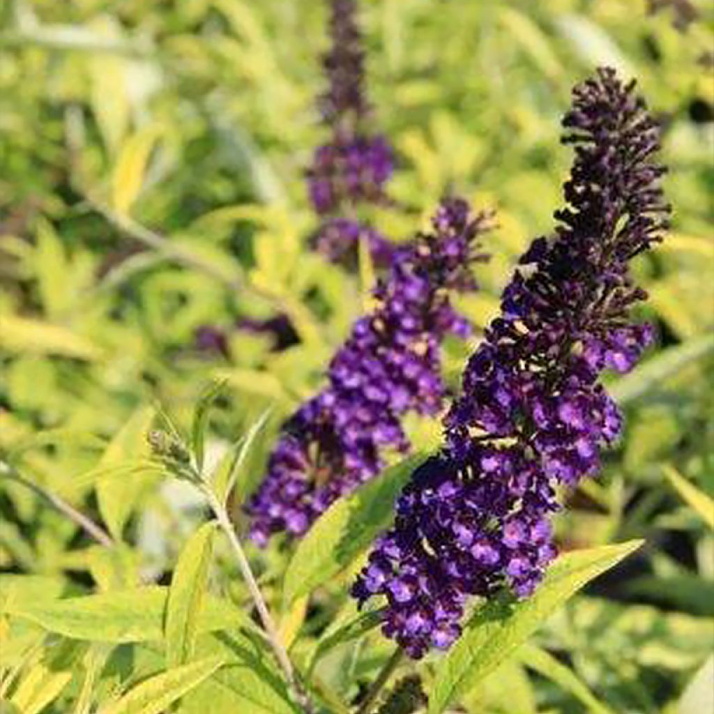 Albero delle farfalle Magda's Gold Knight