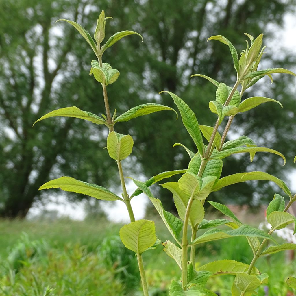 Albero delle farfalle Miss Ruby
