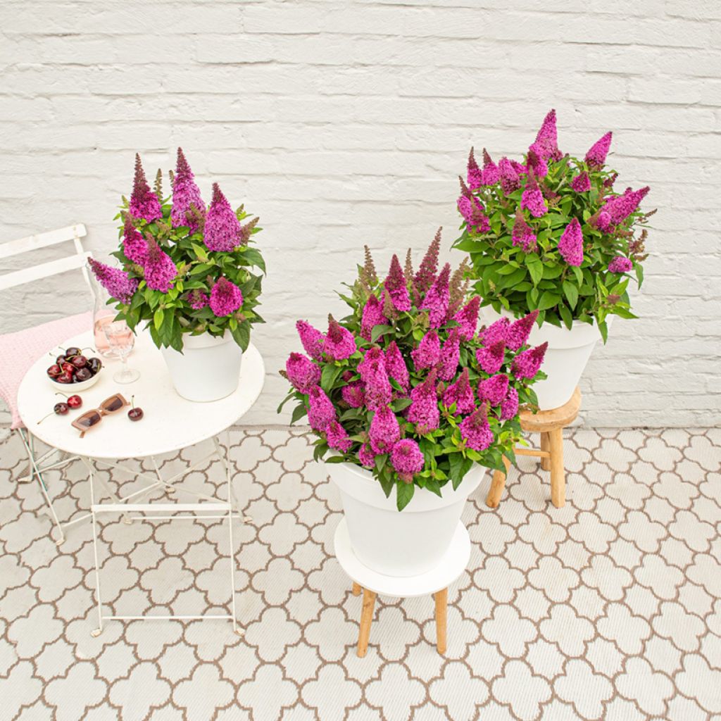 Albero delle farfalle Butterfly Candy Little Cerise