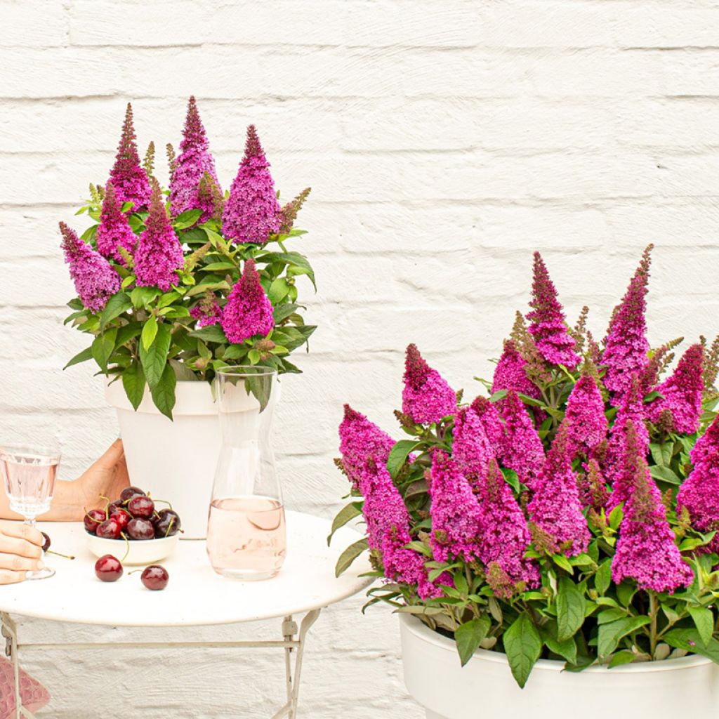 Albero delle farfalle Butterfly Candy Little Cerise