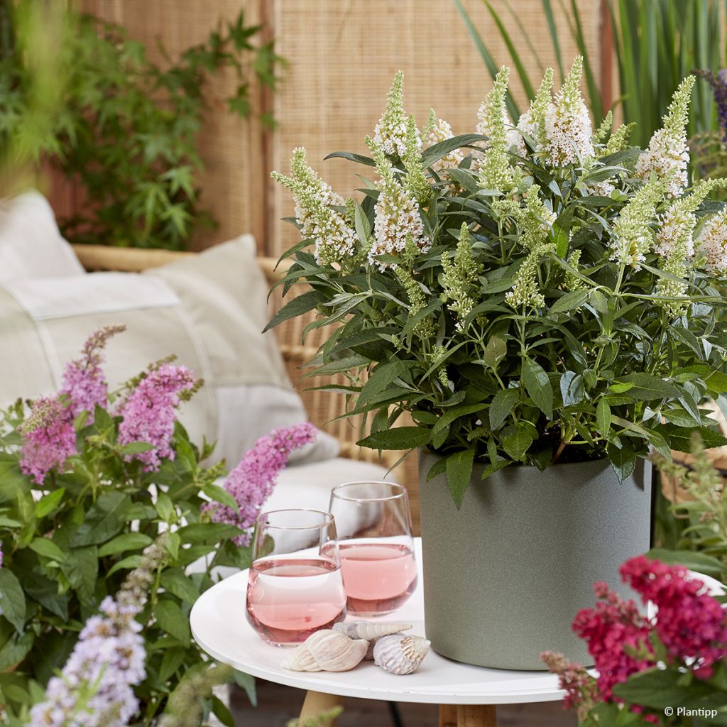 Albero delle farfalle Butterfly Candy Little White