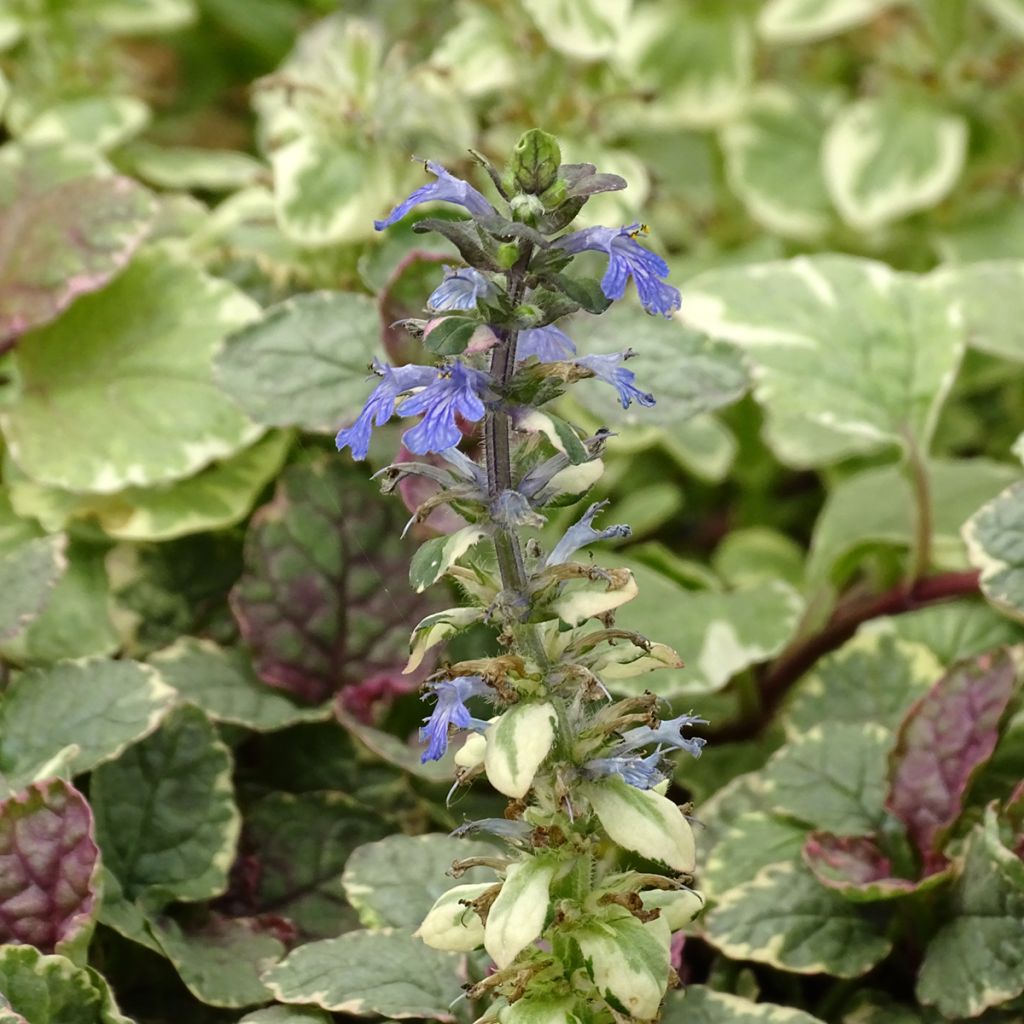 Ajuga reptans Burgundy Glow - Bugola