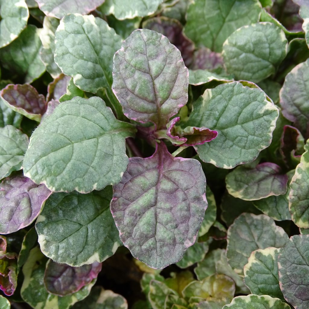 Ajuga reptans Burgundy Glow - Bugola